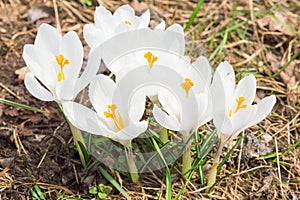 Tender spring blooming white crocus flowers