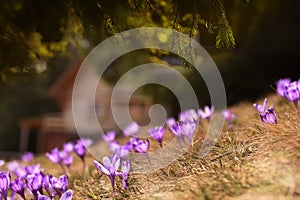 Tender spring crocus flowers of lilac saffron in a clearing in the mountains. Dewdrops on the petals, close-up.