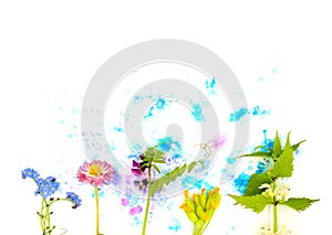 Tender spring dead-nettle, daisy, and other may flowers and hand painted blue and pink watercolor blot spot. Decor element