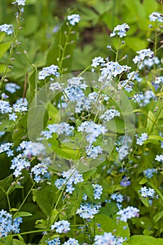 Tender spring flowers