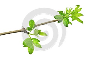 Tender spring foliage. Close-up. Elderberry leaves on a branch.