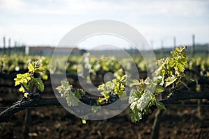Tender spring grape vines