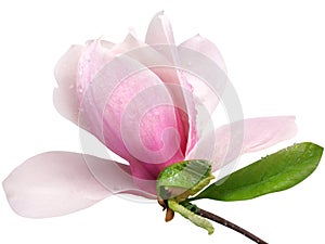 Tender spring pink magnolia flower isolated on white background