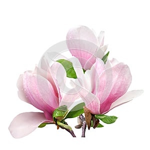 Tender spring pink magnolia flower isolated on white background