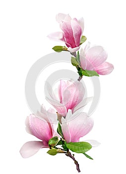 tender spring pink magnolia flower isolated on white background