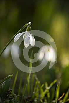 tender spring primroses and snowdrops in drops of dew in the sunlight in a clearing