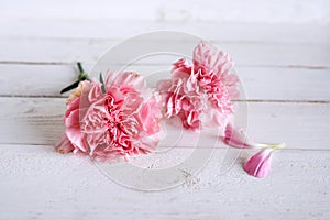 Tender still life with pink carnation blossoms