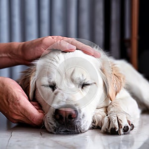 Tender Touch: Owner's Hand Massage Soothes Sick White Dog