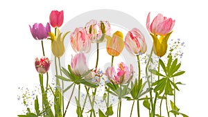 Offerta tulipano fiori un foglie 