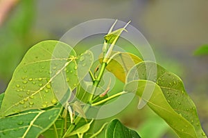 Tender twigs of peepul tree