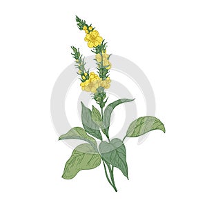Tender verbascum or mullein flowers isolated on white background. Detailed drawing of wild perennial herbaceous plant