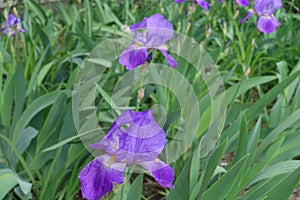 Tender violet flowers of Iris germanica