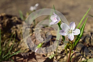 Tender Virginia spring beauties in full bloom with room or space for copy