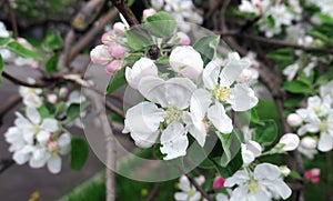 Tender white apple flowers in sunny public park in Moscow