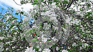 Tender white apple flowers in sunny public park in Moscow
