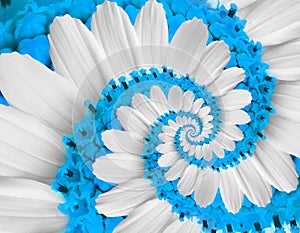 Tender white blue flower swirl camomile daisy kosmeya flower spiral abstract fractal effect pattern fractal background. Twisted