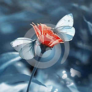 Tender white butterflies on a red flower in a summer garden on a blue background. Artistic summer background. Square format.