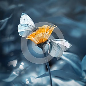 Tender white butterflies on a yellow flower in a summer garden on a blue background. Artistic summer background. photo