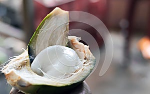 Tender white coconut meat malai scooped out of raw coconut selectively focused