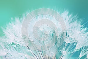 Tender White Dandelion seed with water drops