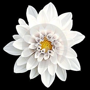 Tender white flower dahlia macro isolated