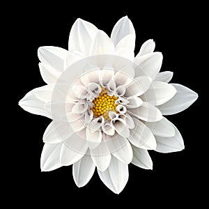 Tender white flower dahlia macro isolated