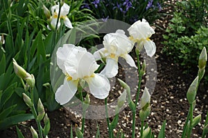 Tender white flowers of bearded irises