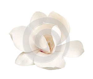 Tender white magnolia flower isolated