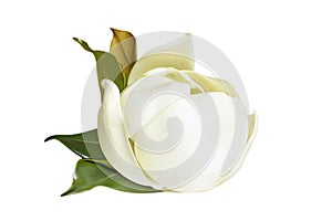 Tender white Magnolia grandiflora flower isolated