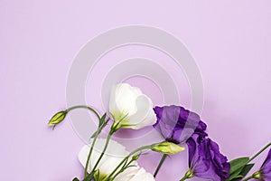 Tender white and purple flowers of eustoma. Flat lay, top view, copy space. Wedding invitation. Feminity and tenderness