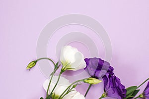 Tender white and purple flowers of eustoma. Flat lay, top view, copy space. Wedding invitation. Feminity and tenderness photo