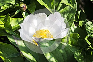 Tender white single peony flower with green leaves