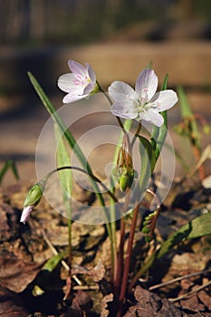 Tender wildflower Virginia Springbeauty in bloom