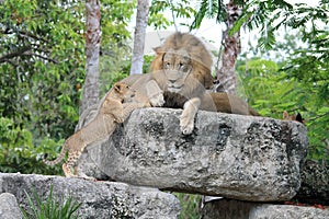 Tender wildlife moment with lions