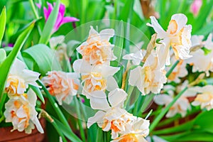 Tender yellow blooming narcissus flowers in spring garden, floral background