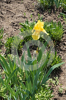 Tender yellow flower of bearded iris in spring