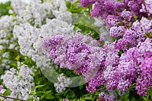 Tender young branch of common lilac, perfect calendar picture