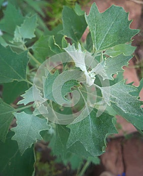 Tender young edible leaves of a common weed