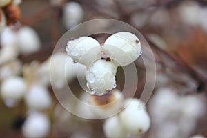 Snowberry tenderness bunch photo