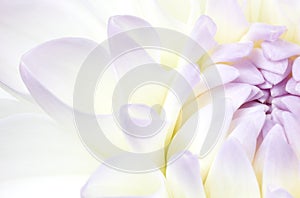 Tenderness floral background