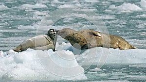 Tenderness of harbor seals in Alaska