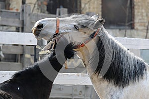 Tenderness horses