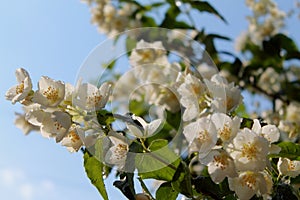 Tenderness of jasmine