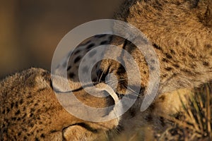 Tenderness: Kiss of two cheetah