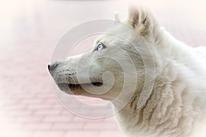 Tenderness - look white husky dog
