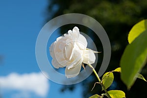 Tenderness rose in a rustic background. Rose on a green bush