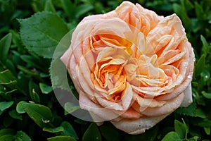 Tenderness rose in a rustic background. Rose on a green bush background