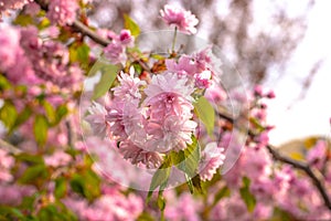 Tenderness of the Spring Blossom