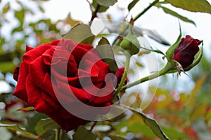 Tenderness of a velvet red rose