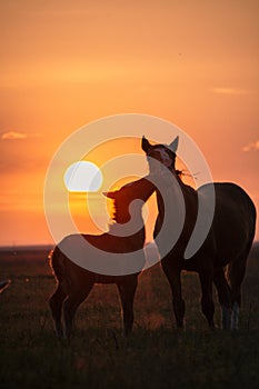 Tenderness of wild horses
